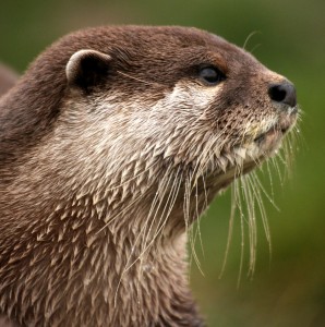 An otter, dismayed that his website was down